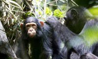 Chimpancés enseñando a otros a manejar herramientas