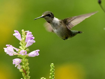 En defensa de la biodiversidad de nuestro planeta