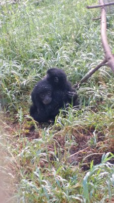 La inhumana caza y tráfico de las especies salvajes.  Lecciones tras la pandemia