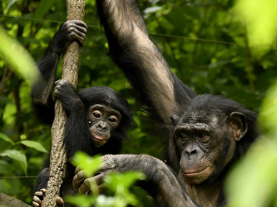 La larga historia por la ley de grandes simios