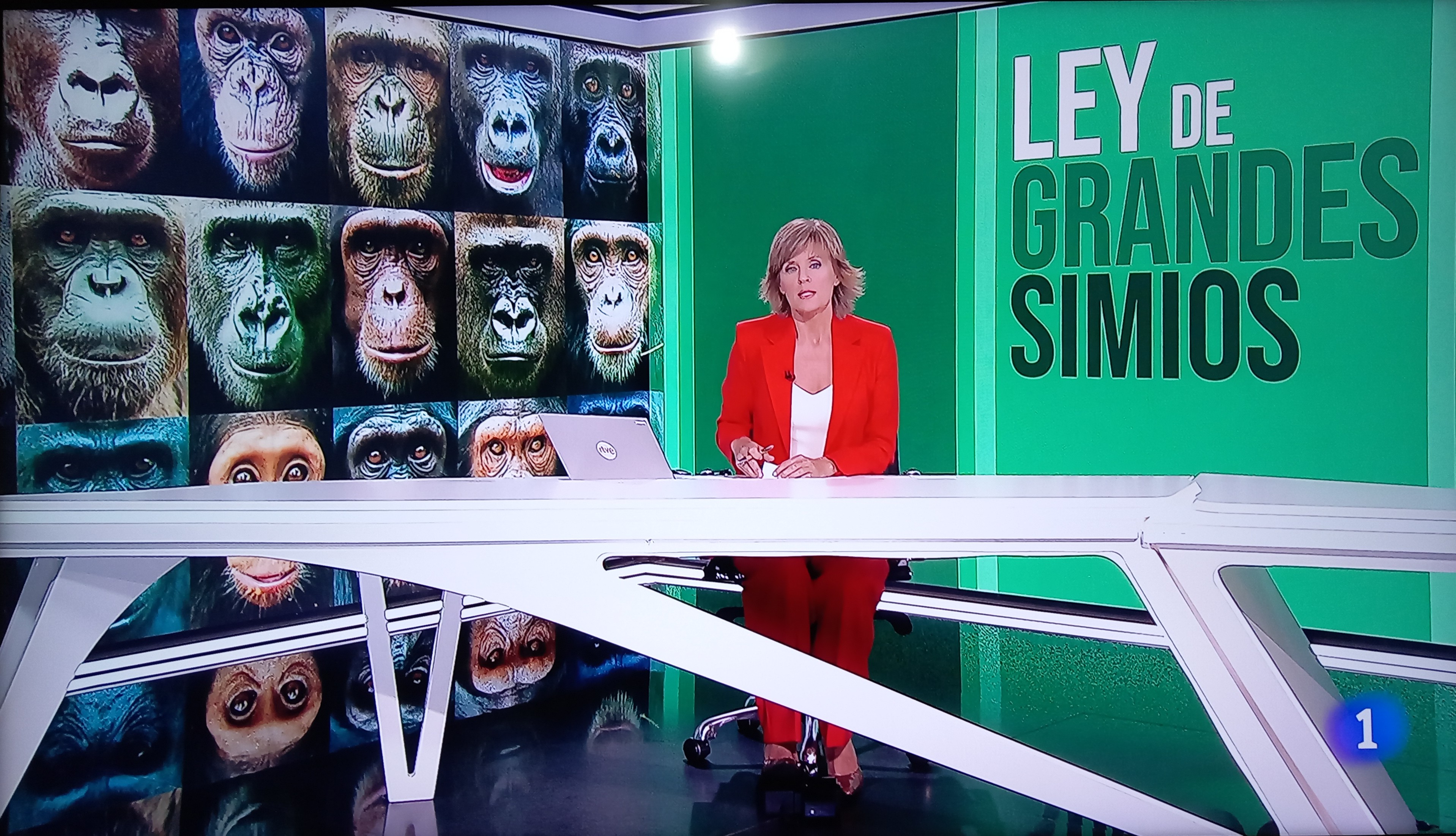 Ley de grandes simios en los informativos de TVE