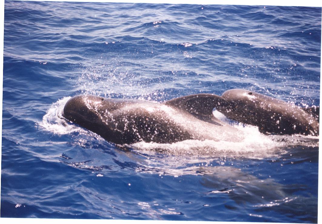 Los grandes simios del océano. Su Manifiesto.