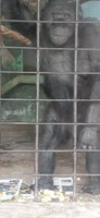Muere Tomy, el chimpancé condenado a la soledad en el Bioparque de La Plata