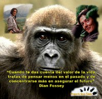 Proyecto Gran Simio conmemora la muerte de Dian  en su aniversario.