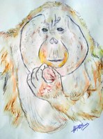 Proyecto Gran Simio lanza un concurso artístico y de literatura con el tema principal de los grandes simios y su protección.