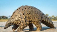 Proyecto Gran Simio manda una carta al Embajador de China y a los diferentes responsables del cuerpo diplomático en España, felicitando la protección total del Pangolin