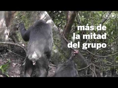 Científicos asisten al nacimiento de una nueva tradición cultural entre chimpancés