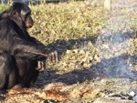 Kanzi, un bonobo que fabrica y utiliza herramientas como los humanos de la edad de piedra 